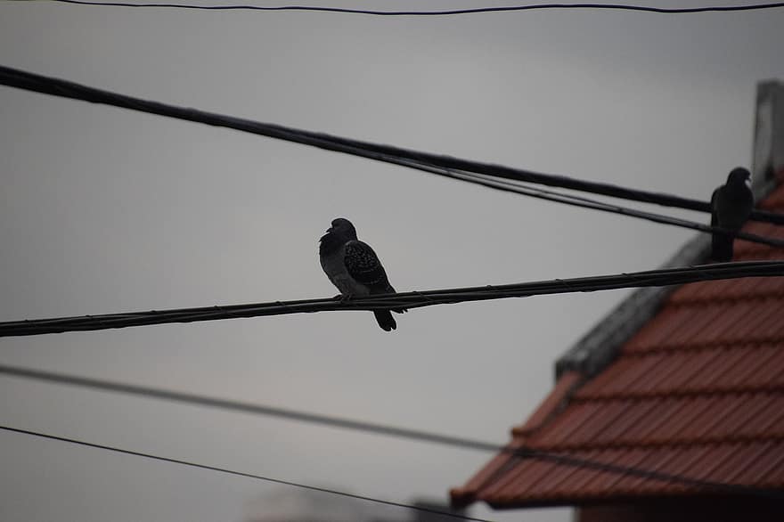 Birds, Power Lines, Perched, Perched Birds, Ave, Avian, Ornithology, Bird Watching, Animals, Animal World