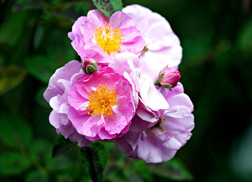цветя, разцвет, листенца, Роза Лавандулова мечта, ботаника, цвят, растение, растеж, на открито, градина, парк