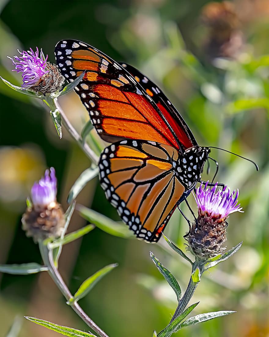 flor, polinização, borboleta, inseto, entomologia, borboleta monarca