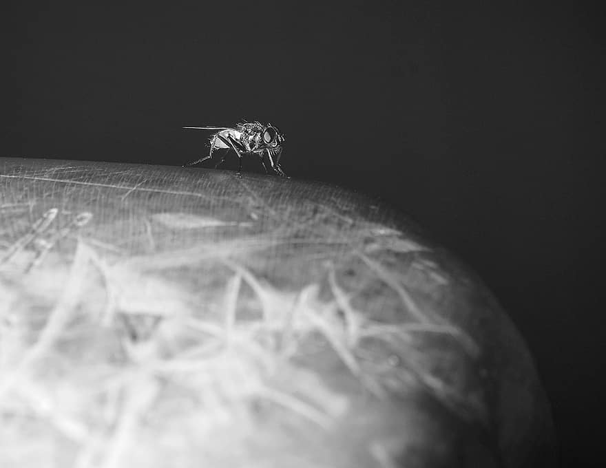 volar, insecto, mosca doméstica, macro, de cerca, en blanco y negro, pequeña, artrópodo, parásito, invertebrado, centrarse en primer plano