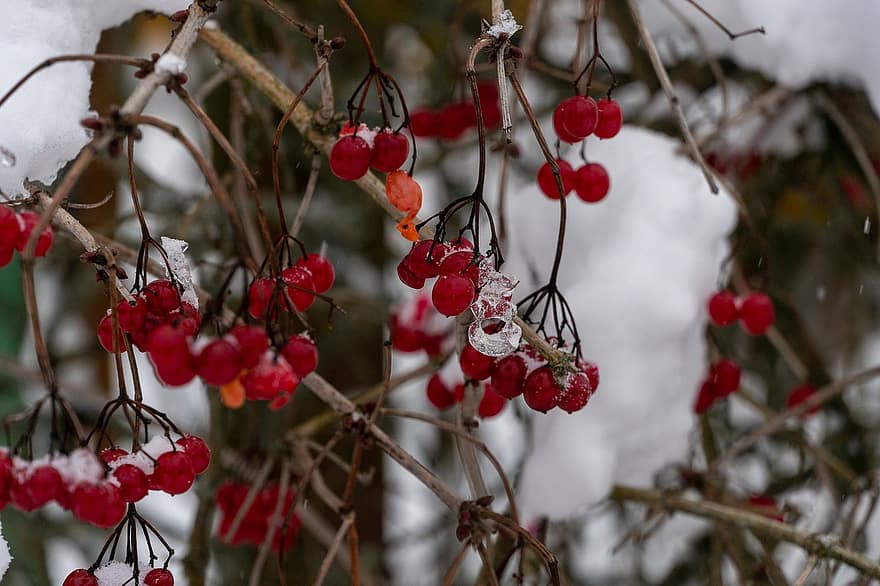 Winter, Berries, Organic, Season, branch, leaf, close-up, tree, plant, fruit, freshness