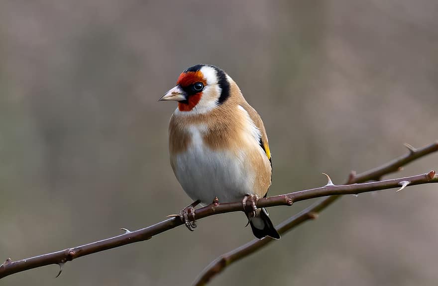 goldfinch, paukštis, gyvūnas, carduelis carduelis, laukinės gamtos, plunksnos, filialas, sėdi, snapas, pobūdį, paukščių stebėjimas