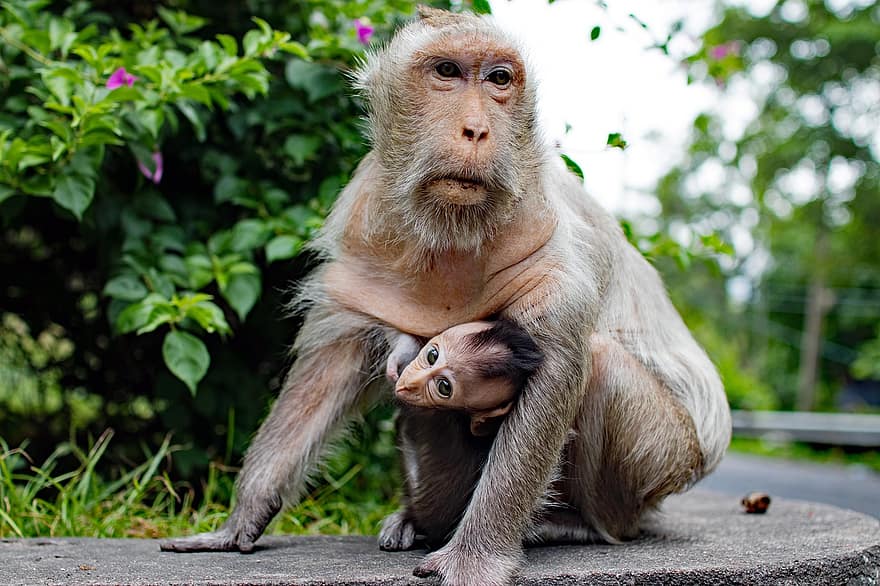 mono, primate, bebé, madre, Tailandia, Pattaya, Asia, vacaciones, exótico, turismo, viaje