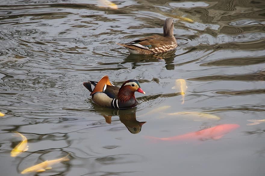 birds, mandarin ducks, ornithology, water, pond, beak, duck, feather, animals in the wild, multi colored, water bird
