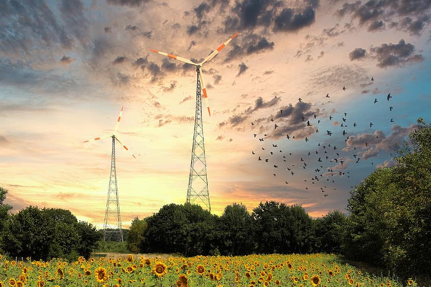 energía eólica, Windräder, campo de girasol, energía, cielo, generación de energía, corriente, turbina eólica, ambiente, naturaleza, tecnología Ambiental