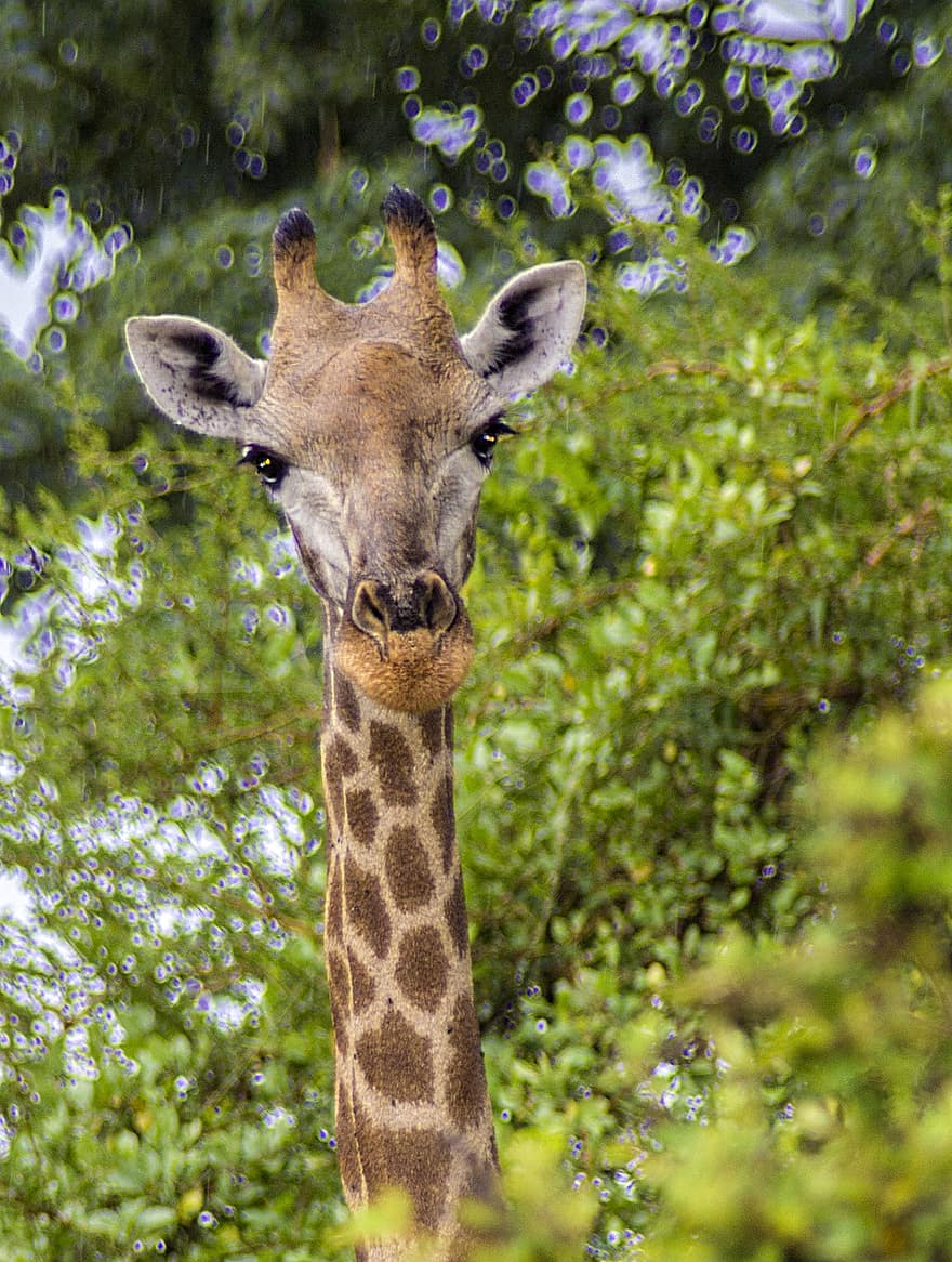 Giraffe, Tier, Natur, Tierwelt, Säugetier, Safari, langhalsig, Tiere in freier Wildbahn, Afrika, Safaritiere, Gras