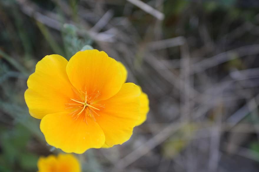 Kalifornie mák, květ, rostlina, okvětní lístky, žlutý květ, flóra, Příroda, detail, žlutá, letní, okvětní lístek