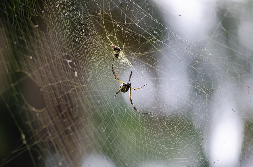 laba-laba, jaring laba-laba, alam, arthropoda, Arachnology, merapatkan, serangga, arakhnida, makro, embun, penurunan