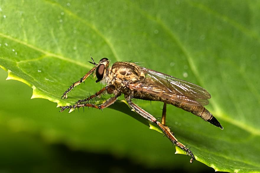 insekt, flyga, entomologi, arter, närbild, makro, grön färg, blad, sommar, växt, djur vinge