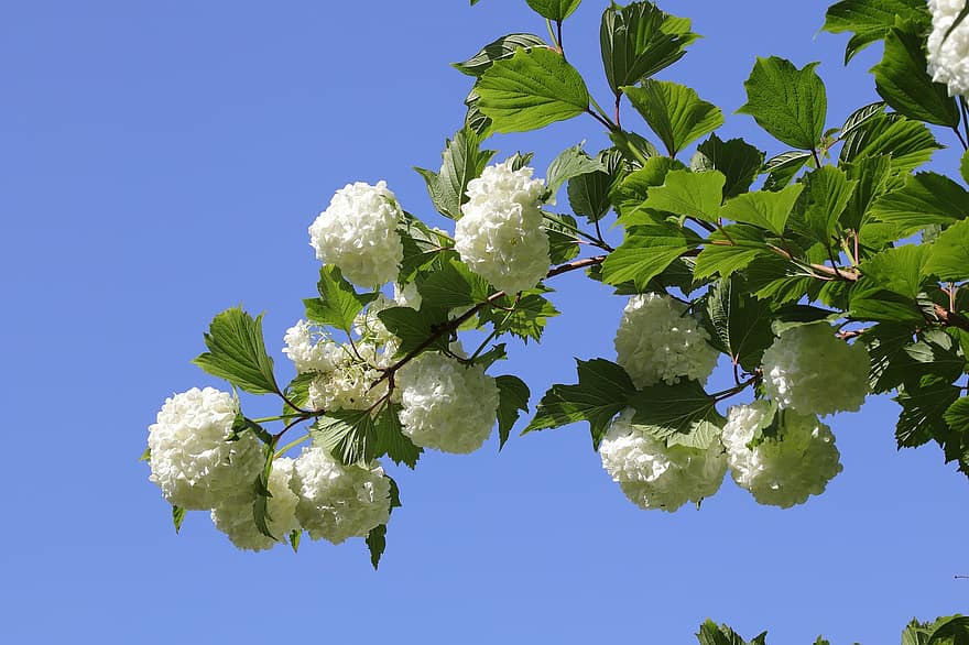 hydrangea, bunga-bunga, musim semi, bunga putih, berkembang, Daun-daun, cabang, bunga musim semi, taman, alam
