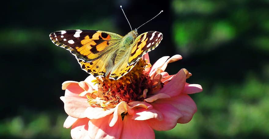 sommerfugl, zinnia, bestøvning, blomst, have, tæt på, insekt, multi farvet, sommer, makro, grøn farve