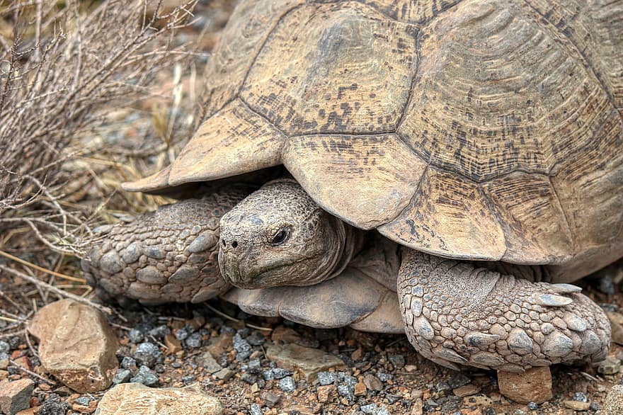 tortuga, tortuga deserta, rèptil, dipòsit, vida salvatge, fauna, Tortuga de Sonora, animals a la natura, Espècies en perill d'extinció, closca d’animals, lent