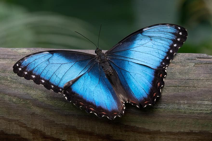 бабочка морфо, edelfalter, небесная бабочка, бабочка, крыло, экзотический