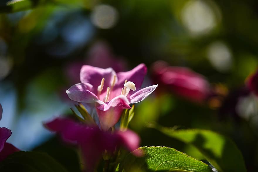 Вейгела, рожева квітка, квітка, дерево, сад