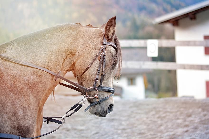 ม้า, ม้าขนาดเล็ก, นั่ง, โรงเรียนสอนขี่ม้า, บทเรียนการขี่ม้า, พื้นที่นั่ง, นักขี่ม้า, ขี่ม้า, สัตว์