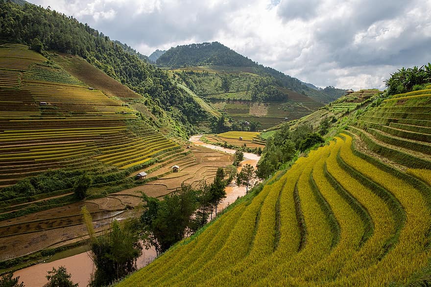terrasses d’arròs, agricultura, vietnam, Agricultura, camp, paisatge, naturalesa, muntanya, rural, plantació, asia