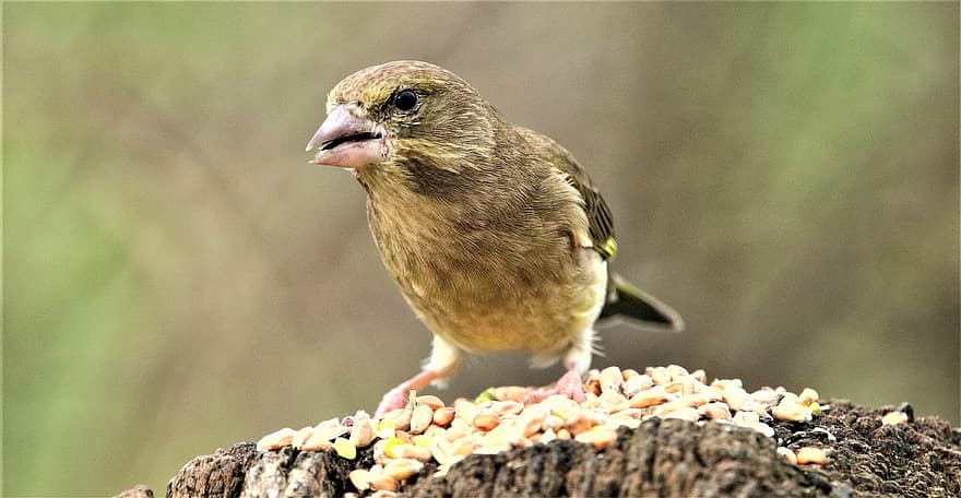 Bird, Green Finch, Finch, Feathers, Plumage, Wildlife, Perched, Nature, Animal, Songbird, Avian