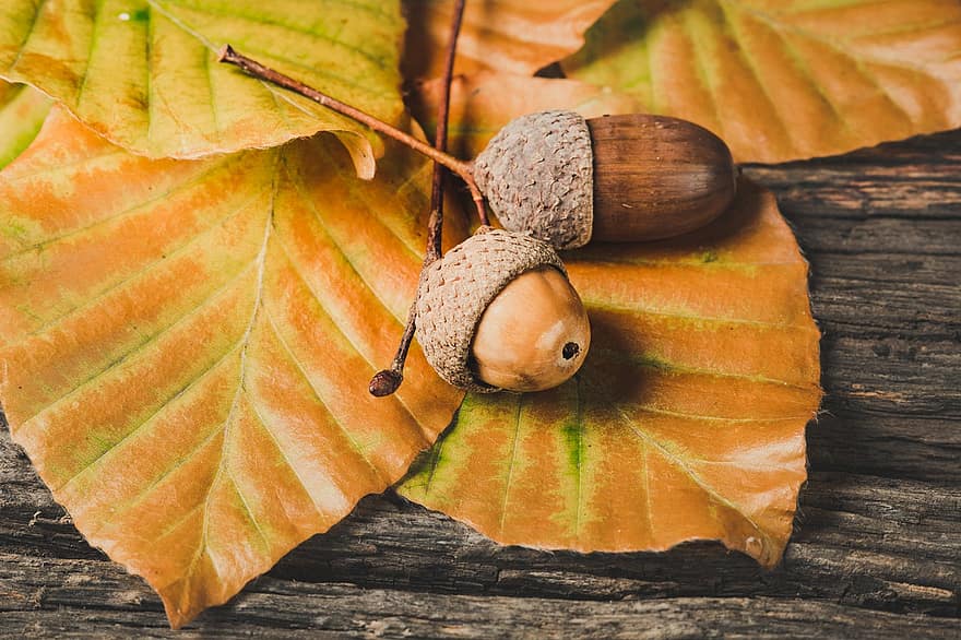 жълъди, листа, шума, сезон, есен, есенния сезон, есенни листа, есенна листа, природа, дървена маса, лист