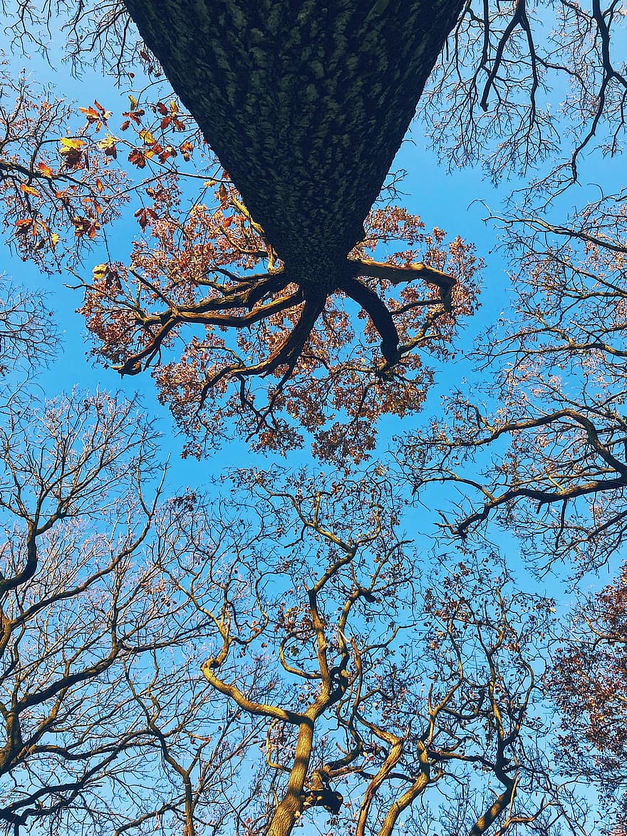 شيفيلد ، الأشجار ، ظلة ، خجولة التاج ، لندن ، سماوات زرقاء ، منتزه ، شجرة ، الخريف ، فرع شجرة ، ورقة الشجر