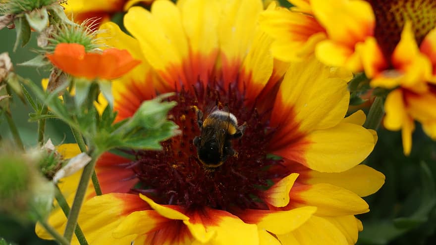 バンブルビー、フンメル、昆虫、自然、動物、花粉、春、花、蜂、工場、庭園