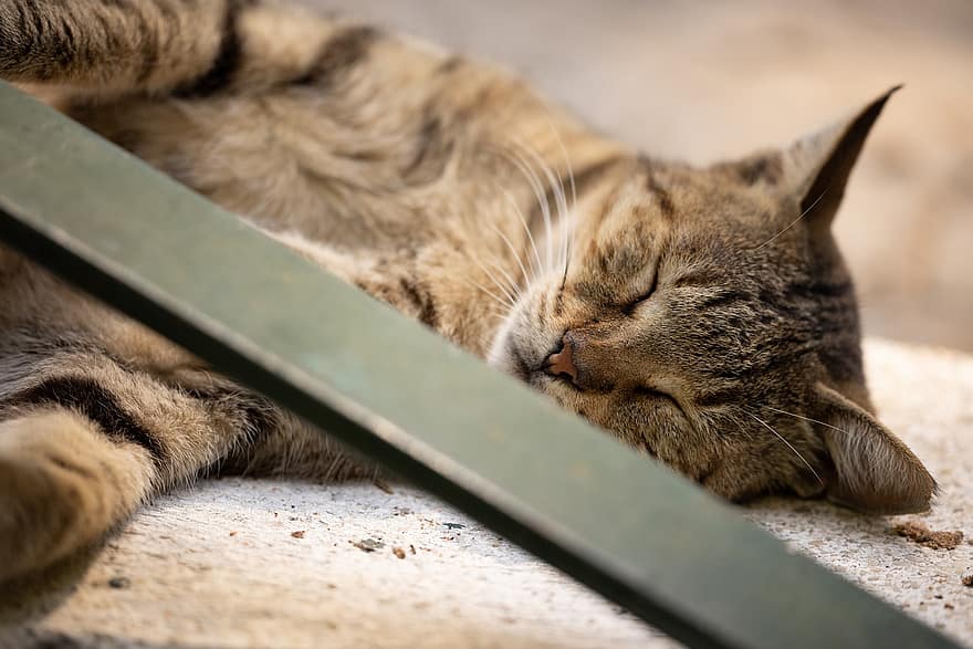 kissa, juovikas kissa, nukkumassa, lemmikki-, eläin, kotimainen, kissan-, nisäkäs, poskiparta, söpö, unessa