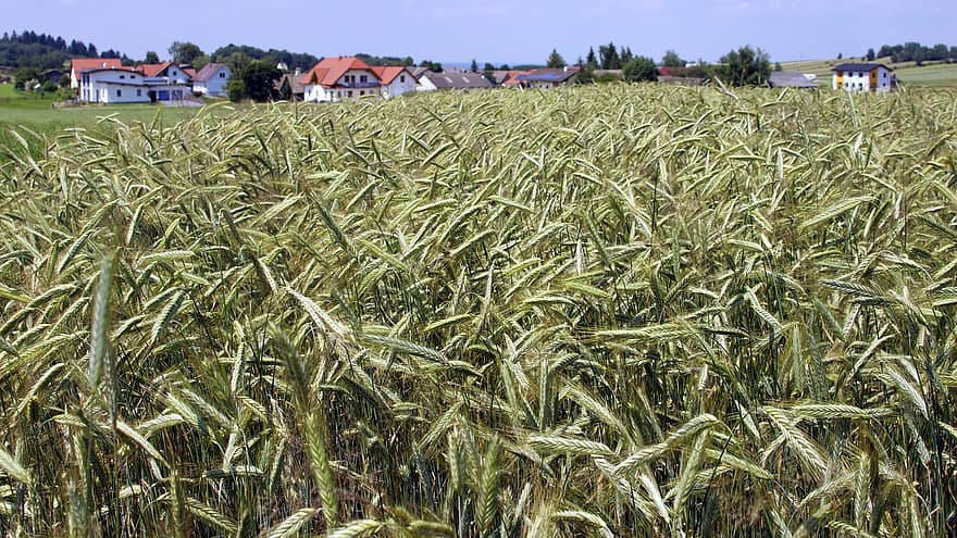зърно, природа, растеж, органичен, нива, Waldviertel, долна Австрия, Австрия, пейзаж, селско стопанство, ферма