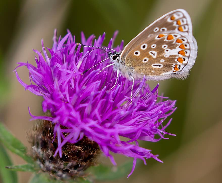 Brown Argus, Butterfly, Aricia Agestis, Thistle, Flower, Petals, Wings, Insect, Bug, Centaurea Nigra, Wild Flower