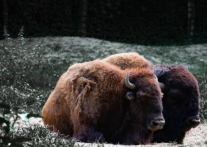 amerikansk bison, bøffel, dyr, natur, pattedyr, gress, utendørs, gård, landlige scene, jordbruk, eng