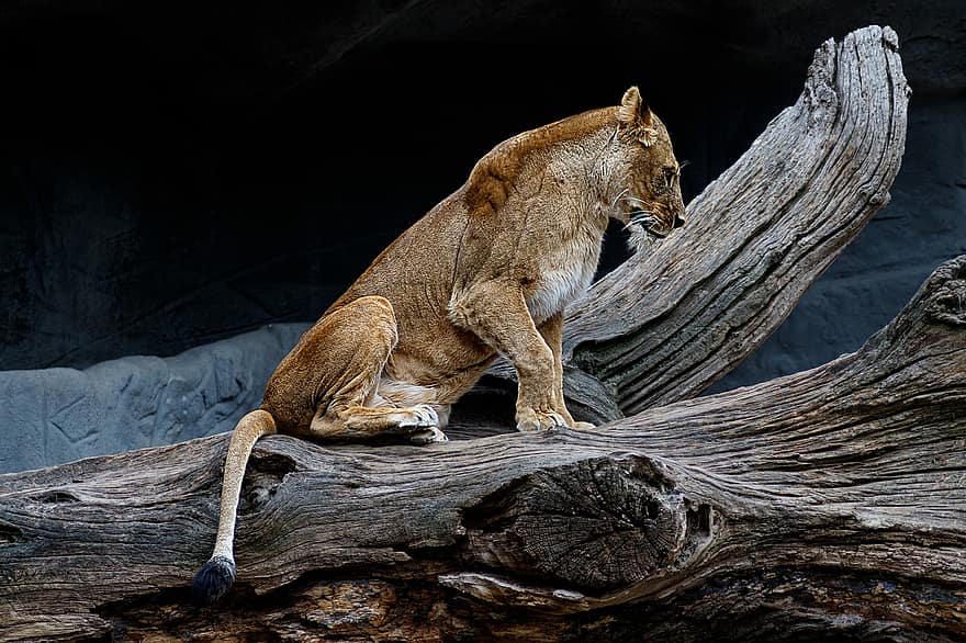 leonessa, predatore, Africa, mondo animale, grande gatto, carnivori, selvaggio, femmina, gattopardo, natura, mammifero