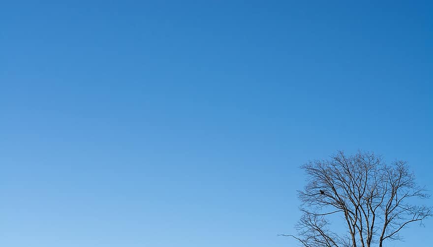 Tree, Treetop, Nature, Blue Sky, blue, backgrounds, summer, season, day, winter, clear sky
