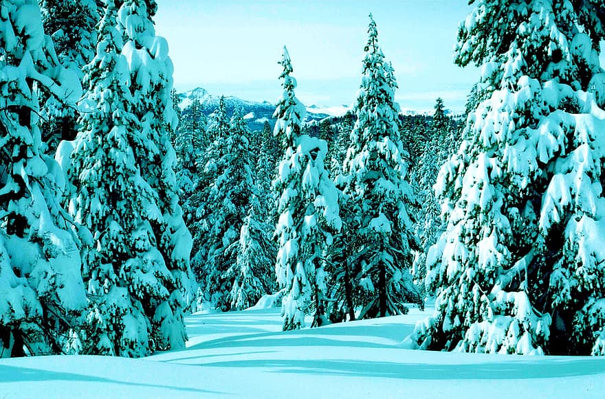 krajina, sníh, stromy, smrk, jehličnany, listy, zasněžený