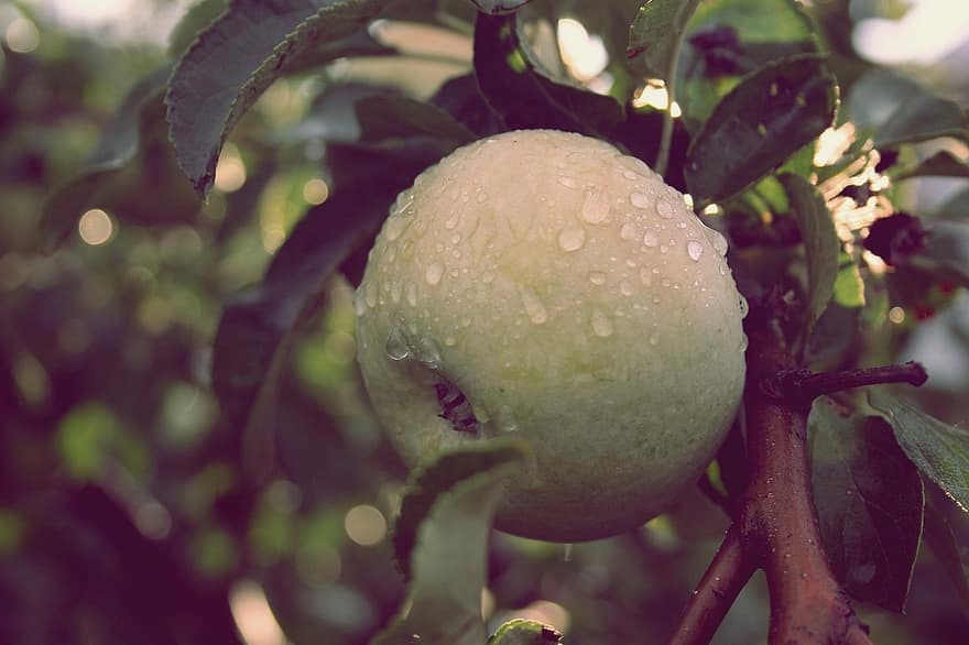 μήλο, δροσιά, κλαδί, πράσινο μήλο, βρεγμένος, καρπός, φυτό, δέντρο, οργανικός, φρεσκάδα, φύλλο