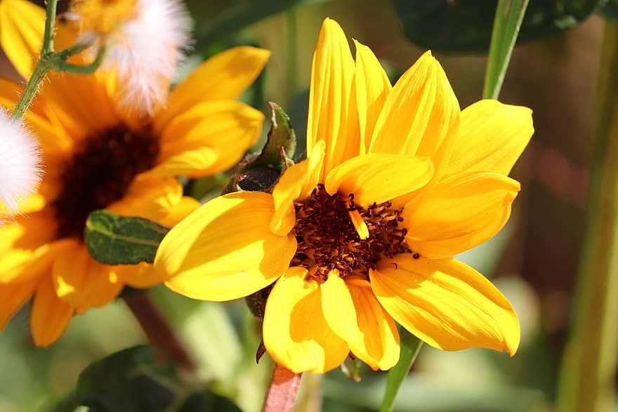 слънчоглед, див, жълт, цвят, разцвет, лято цвете, природа, цветна поляна, лято, helianthus annuus, диво растение