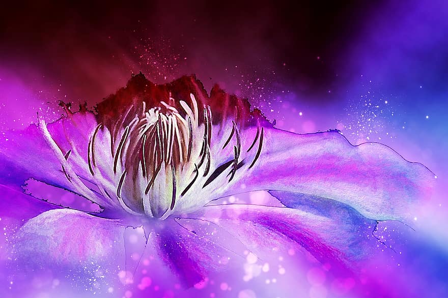 klematis, struktur, tæt på, blomstre, flor, mørk, lyserød, pollen, digital manipulation, fotokunst, Lilac Art
