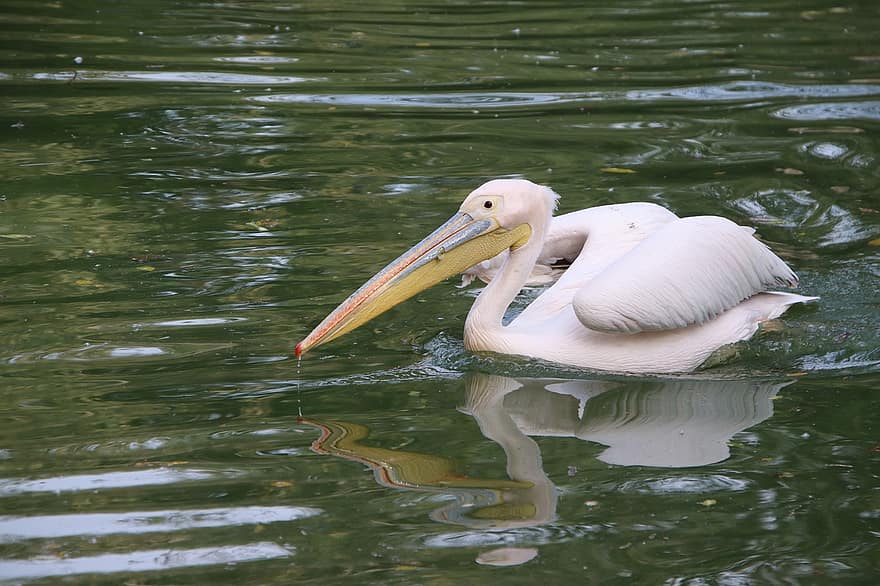 pássaro, pelicano, ornitologia