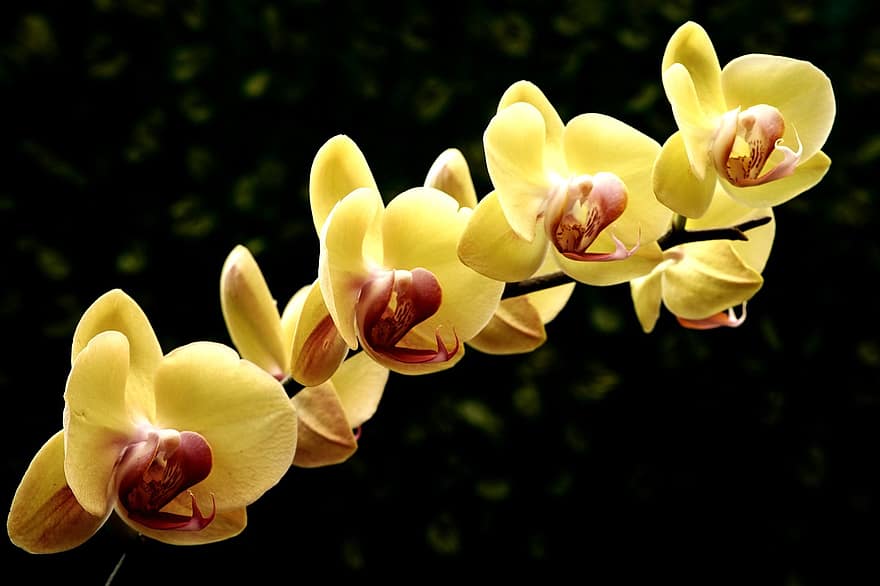 phalaenopsis, gul orkidé, gul, orkide, natur, blomma, flora, blommor