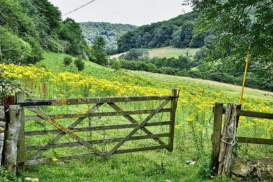 Paddock, Pasture, Meadow, Countryside