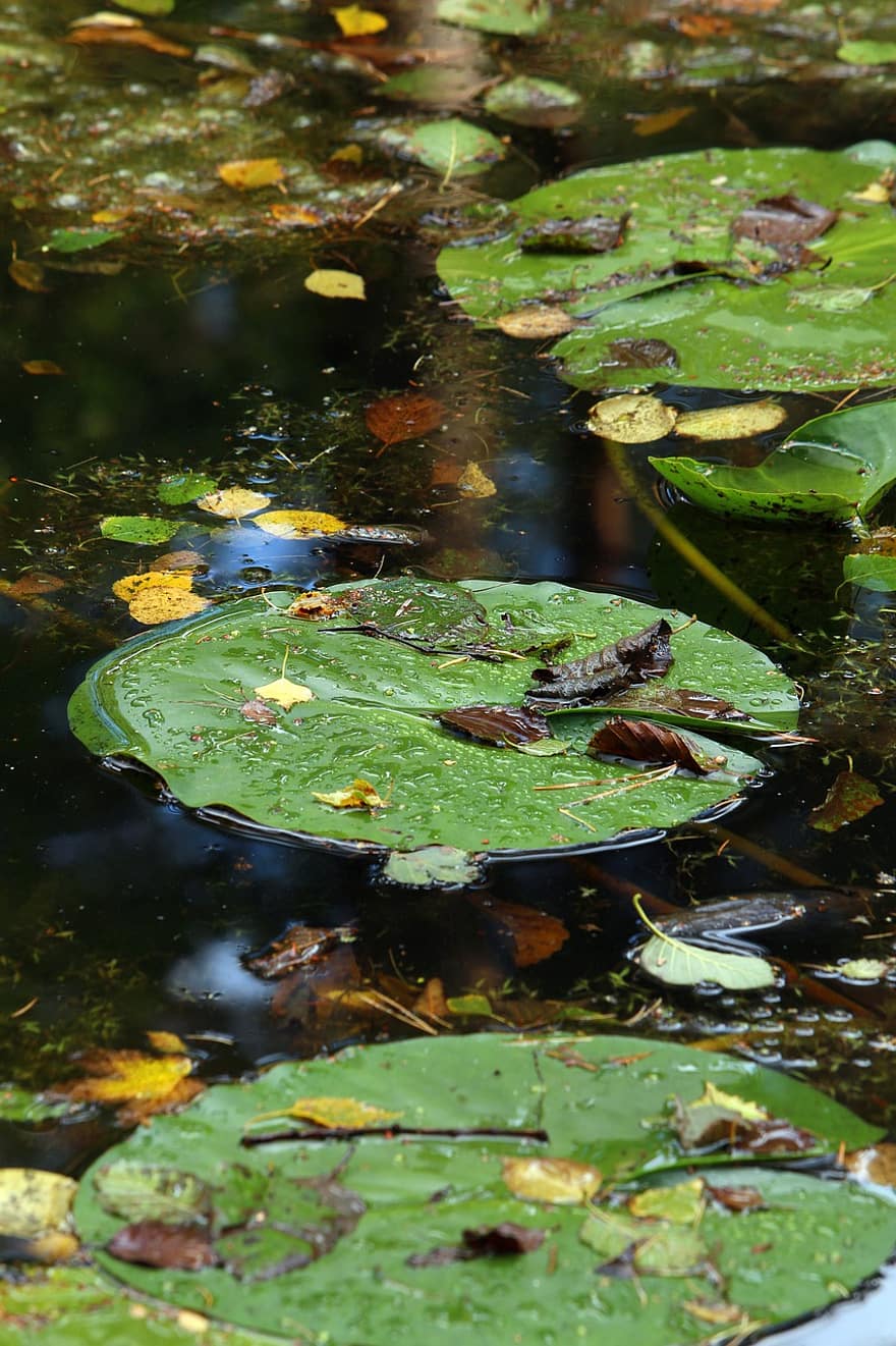 Lily Pads, Pond, Fallen Leaves, Leaves, Aquatic Plants, Plants, Water, Nature