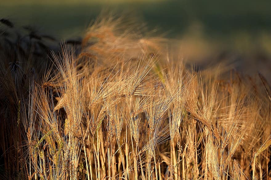 Barley, Malting Barley, Cereals, Agriculture, Cornfield, Barley Field, Ear, Crop, Abendstimmung, Summer, Food