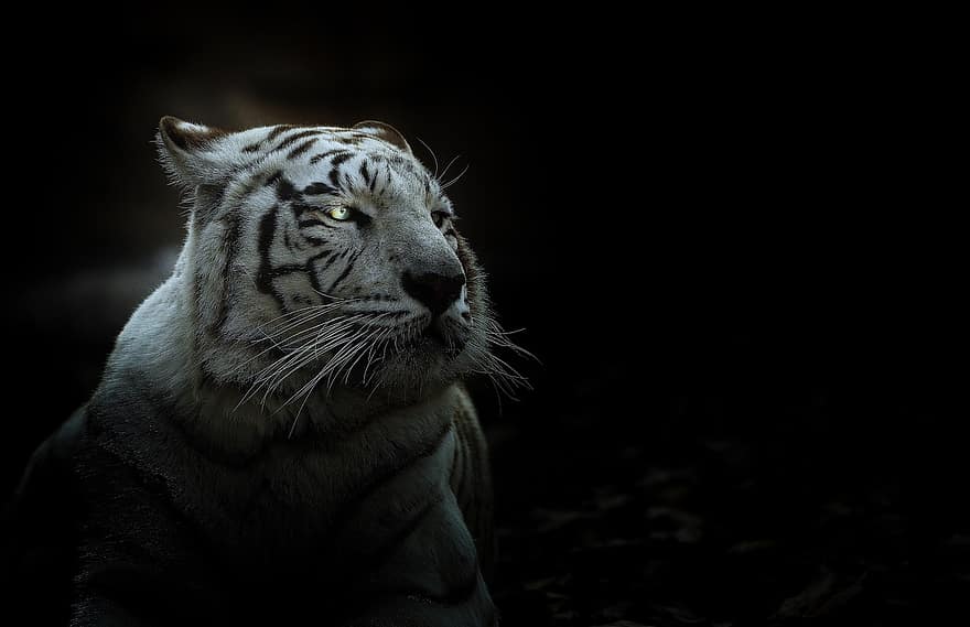 zvíře, divoká kočka, divočina, tygr, volně žijících živočichů, přírodní, les