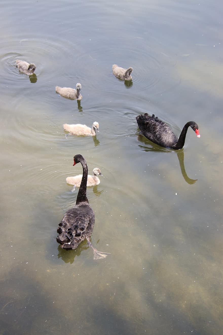 白鳥、黒い白鳥、鳥、赤ちゃんの白鳥、白鳥の家族、ワタリ、アナティダ、水鳥、水生鳥、池、湖