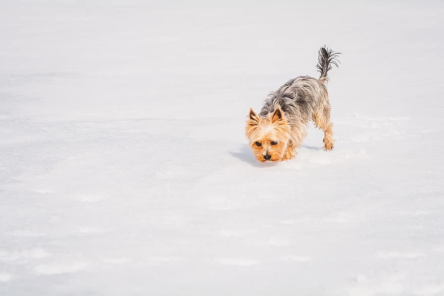 hund, kæledyr, race, hunde, dyr, pattedyr, yorkshire terrier, sne, vinter, lille hund, renraset hund