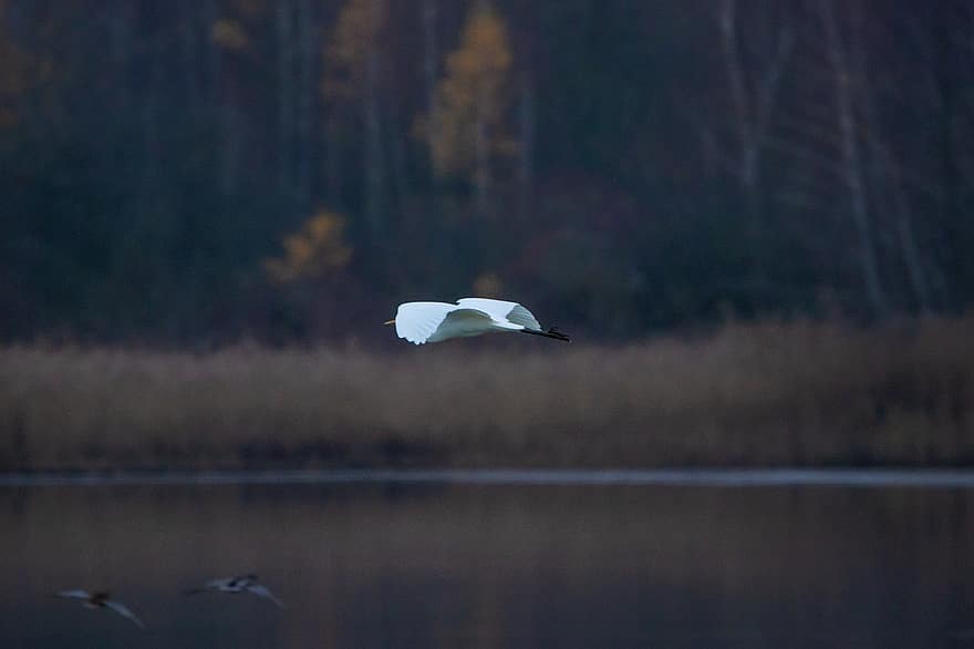 бяла чапла, летене, езеро, сутрин, птица, животно, дивата природа, полет