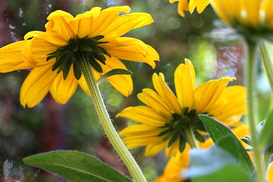 żółty kapelusz przeciwsłoneczny, kwiat, żółte kwiaty, płatki, kwitnąć, flora, roślina, Natura, ogród