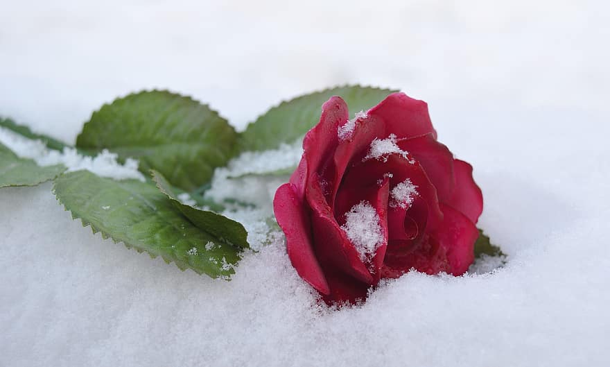 ดอกกุหลาบ, กุหลาบสีแดง, สีแดง, แม่ลายฤดูหนาว, ไอดีลฤดูหนาว, เกล็ดหิมะ, eiskristalle, ดอกไม้, น้ำค้างแข็ง, หิมะ, หนาว