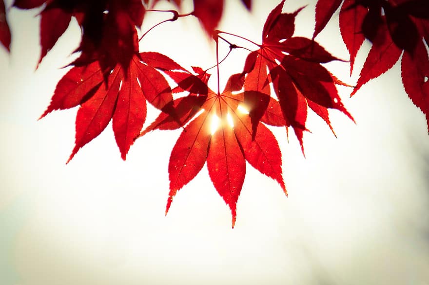 folhas de outono, folha de Carvalho, bordo, folhagem de outono, outono, madeira, natureza, plantas, pétala, panorama, jardins floridos