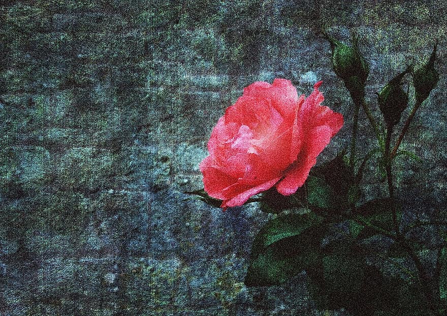 červená růže, zeď, umělecký, bývalý, malování