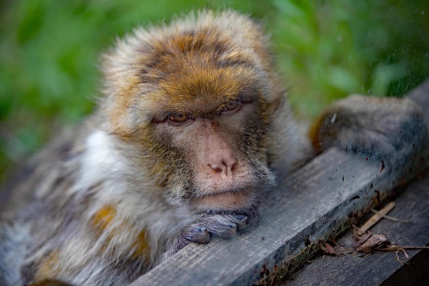 barbāra makaka, zooloģiskais dārzs, zīdītāju, primāts, skumji