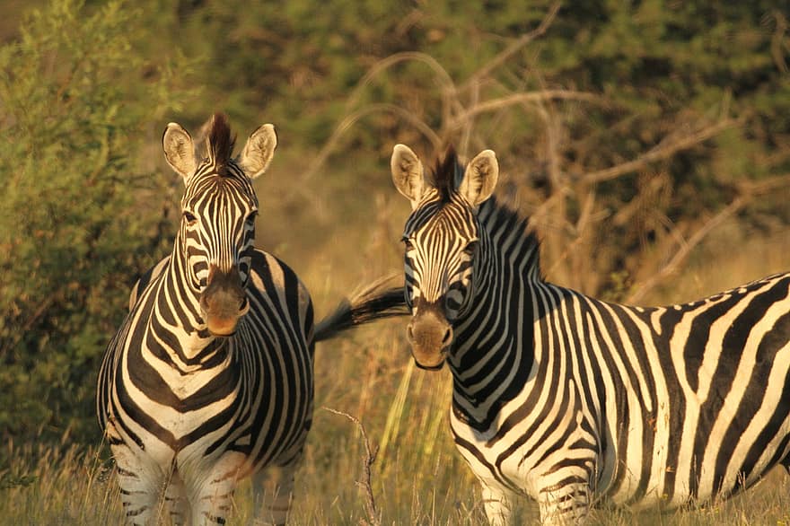 Tierwelt, Zebras, Afrika, Safari, Streifen, Natur, Säugetiere, gestreift, Spiel