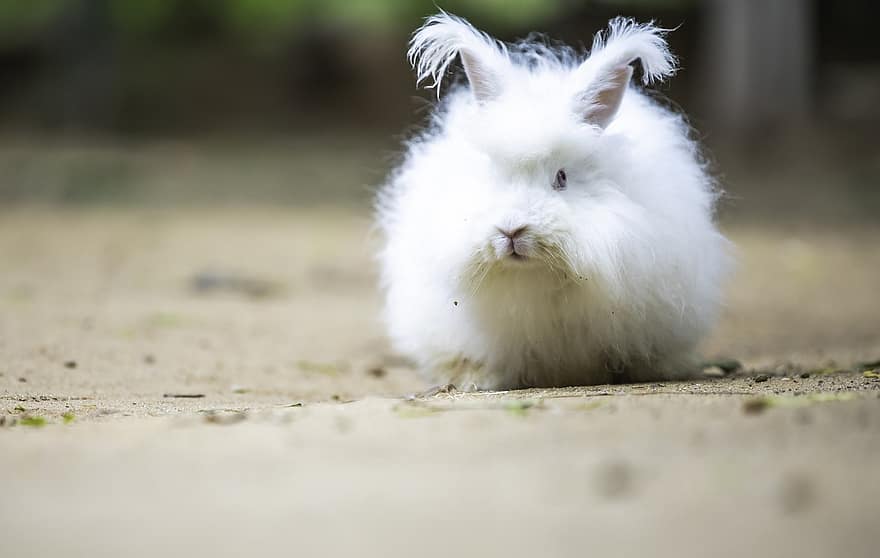 Con thỏ, thỏ trắng, vật nuôi, vật nuôi trong nhà, dễ thương, nhỏ, lông tơ, động vật trẻ, lông thú, loài gặm nhấm, nông trại